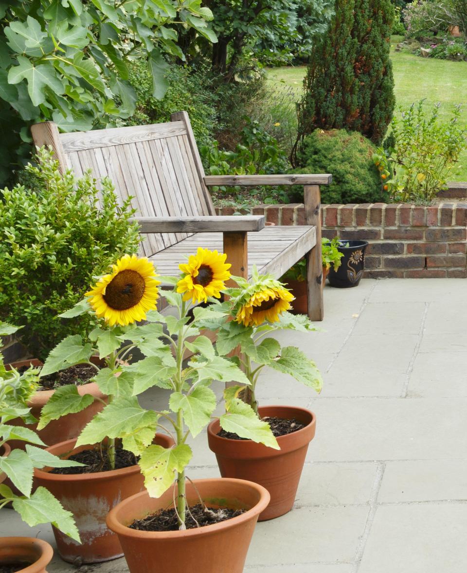 A patio with a garden bench and sunflowers in terracotta pots