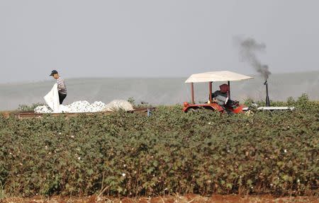 File photo of a Syrian refugee man pouring clumps of cotton on a tractor as he works in a field in the village of Bukulmez on the Turkish-Syrian border, in Hatay province, Turkey, November 4, 2012. REUTERS/Murad Sezer/Files