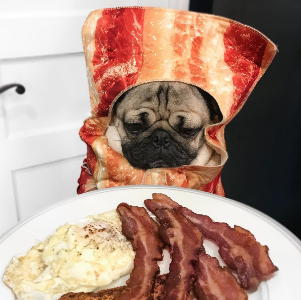 <p><i>[Photo: Instagram/itsdougthepug]</i> </p>