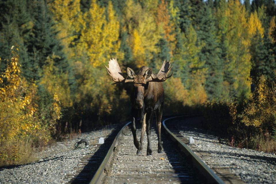 Moose walking between railway tracks in Alaska.