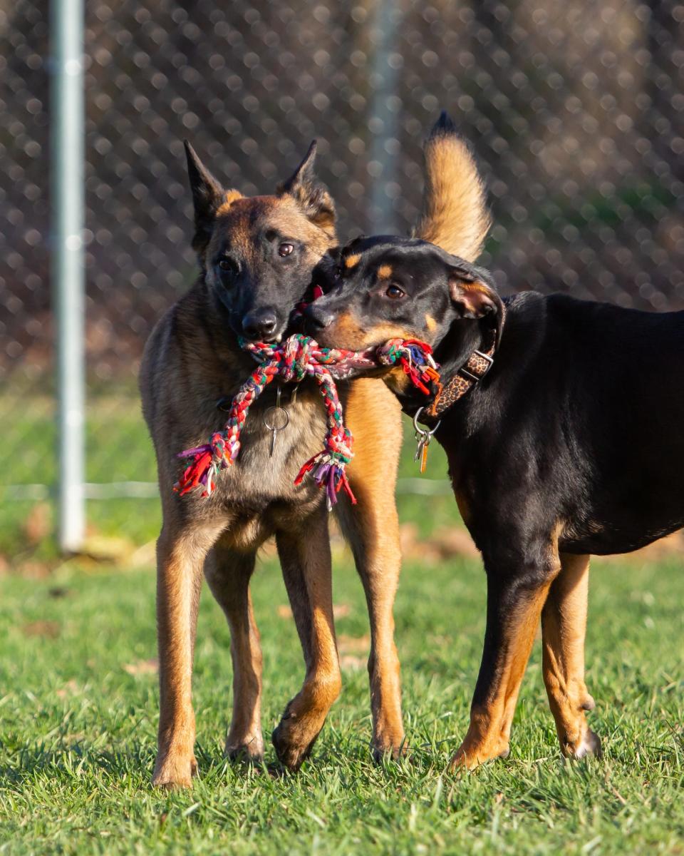 A Belgian Malinois and a mixed-breed dog play together at a dog park.