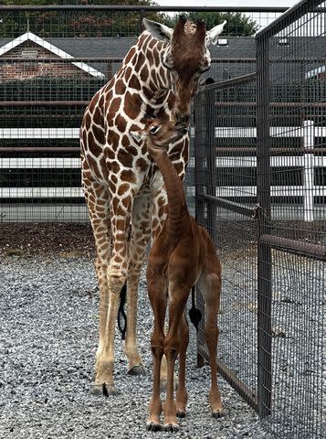 <p>Brights Zoo</p> Kipekee the spotless giraffe calf at Brights Zoo in Limestone, Tennessee, with her mom