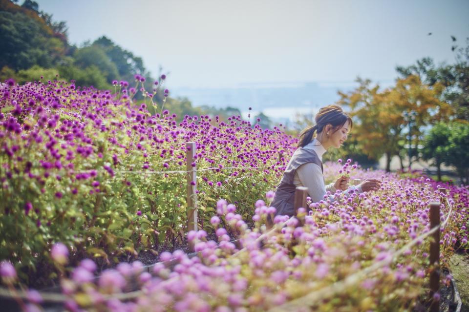 日本旅遊｜關西秋季賞花絕色景點！800萬朵波斯菊花田、圓碌碌夢幻盆菊花圃、高海拔玫瑰園