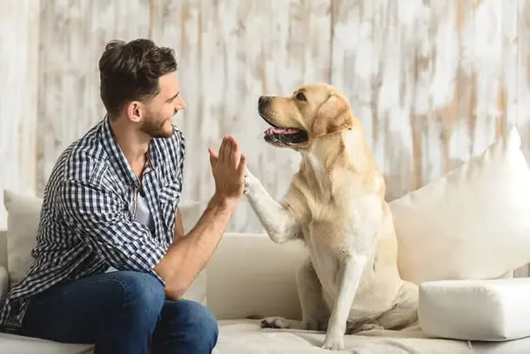 La atención de tu mascota está siempre cubierta con Iké Argentina.