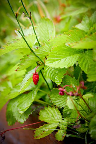 Brie Passano Alpine strawberries produce small but very flavorful fruits.