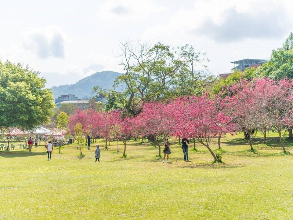 日月潭櫻花季即將登場，活動將從2月1日開始持續到3月10日。（圖：暨南國際大學提供）