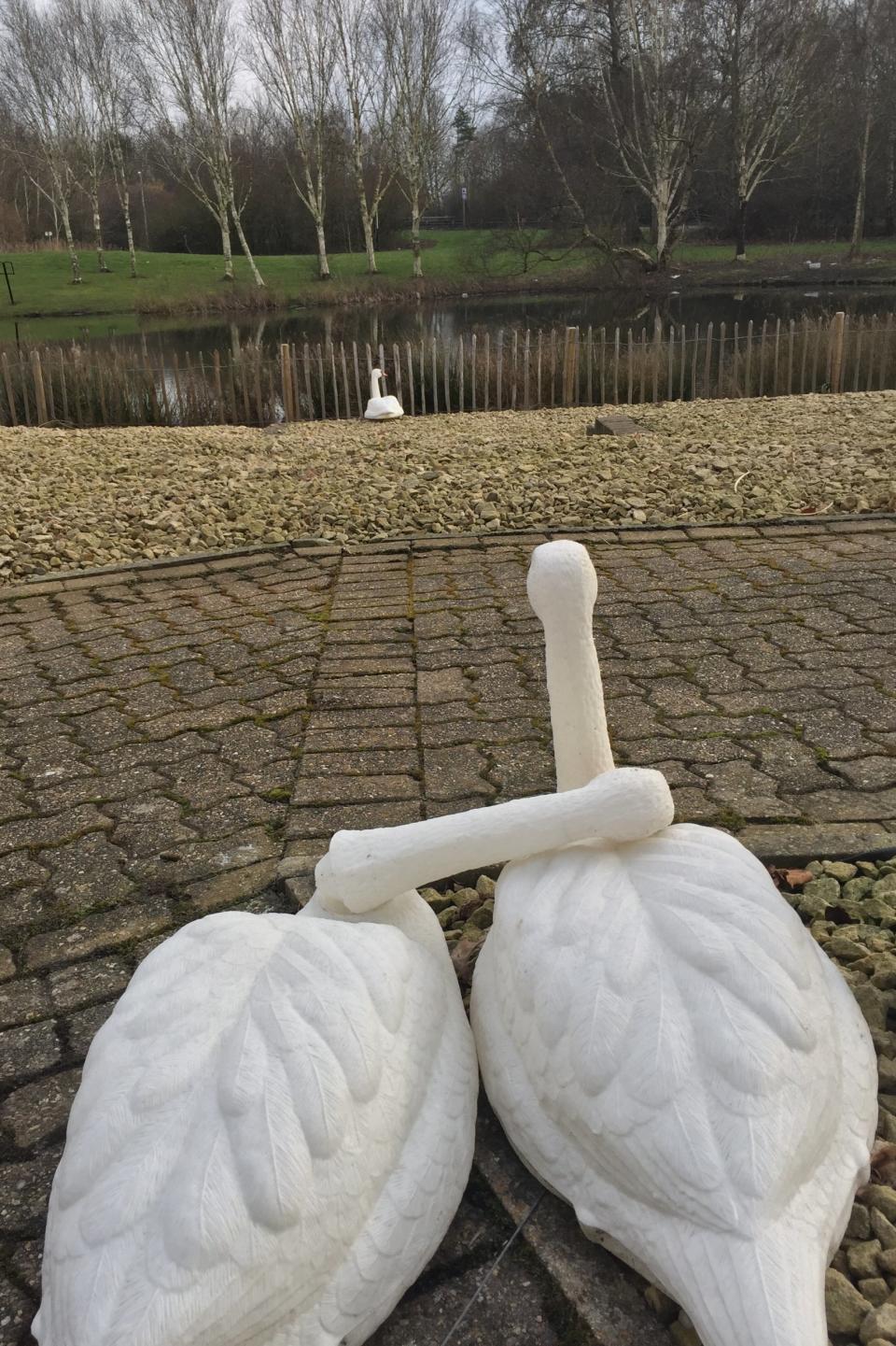 This ornamental swan was mistaken for the real thing (RSPCA)