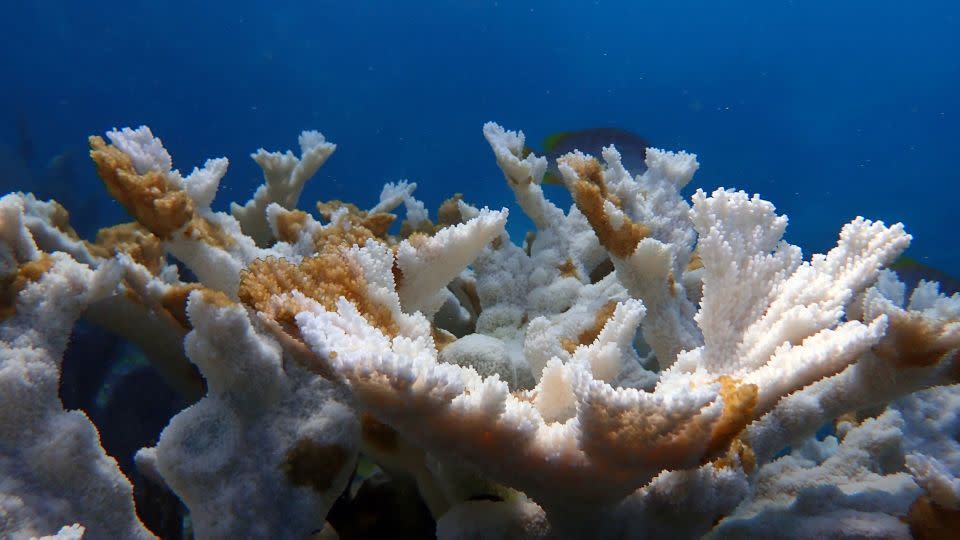 Dead Coral at Sombrero Reef - Courtesy Coral Restoration Foundaiton