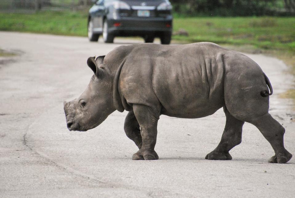 Tabitha, a white rhino calf, crosses the drive by trails at Lion Country Safari.