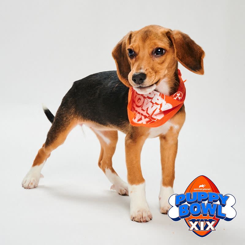 Allison, a beagle puppy who was rescued by Green Dogs Unleashed in Troy, Virginia