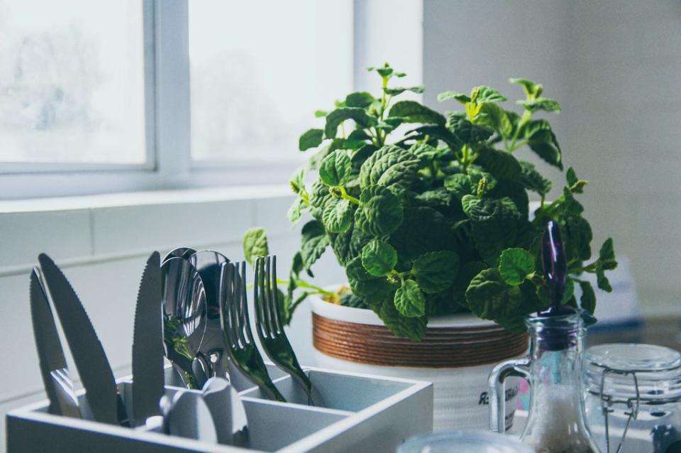 Planta de menta en la cocina