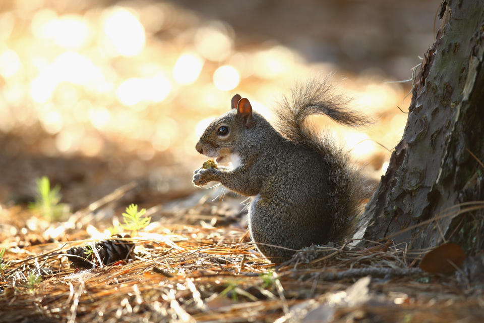 PONTE VEDRA BEACH, FL - MAY 07:  A squirrel eats an acorn during round one of THE PLAYERS Championship at the TPC Sawgrass Stadium course on May 7, 2015 in Ponte Vedra Beach, Florida.  (Photo by Richard Heathcote/Getty Images)