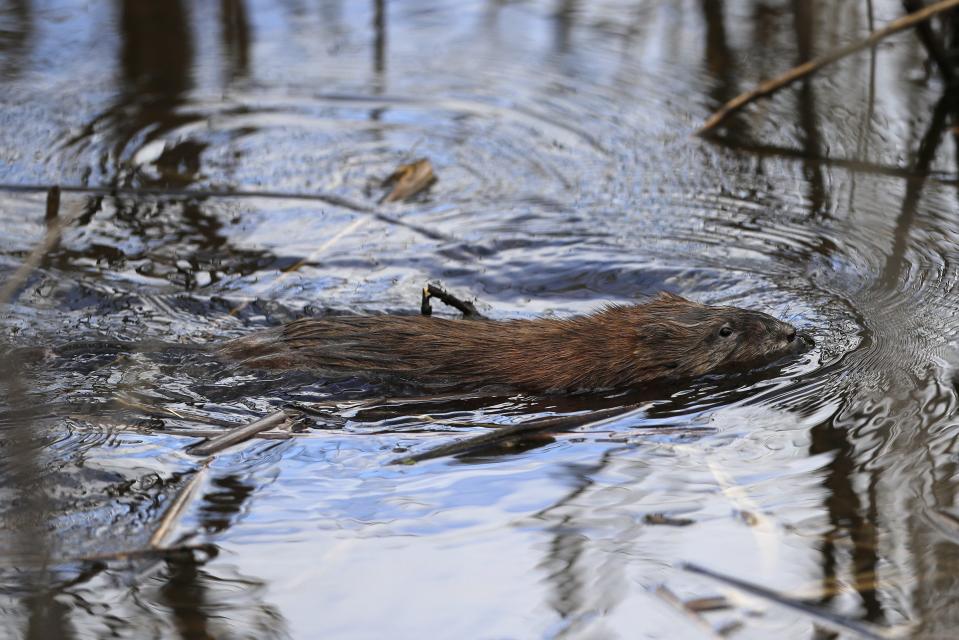A beaver swims across a pond at the Ken Euers Nature Area on May 1, 2017, in Green Bay.