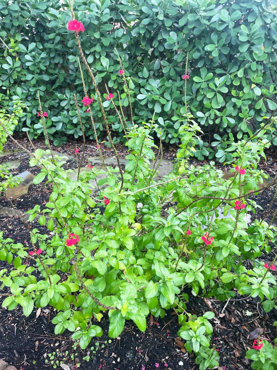 Autumn sage is a soft mounding shrub normally two to three feet tall which blooms repeatedly. Its flowers are borne on long stems and can be red, pink, purple, orange, or white, with red being the most common.