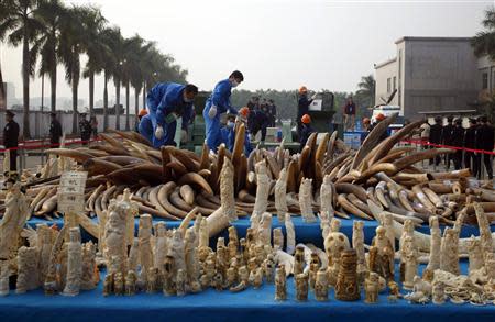 Workers destroy confiscated ivory and ivory sculptures in Dongguan, Guangdong province January 6, 2014. REUTERS/Alex Lee