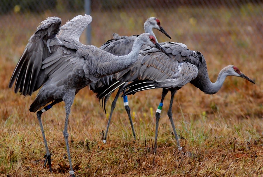 FILE – In this Nov. 27, 2012 photo, endangered Mississippi sandhill cranes stand in their temporary transitional habitat, to be later released into the wild, at the Mississippi Sandhill Crane National Wildlife Refuge in Gautier, Miss. U.S. wildlife officials have reversed their previous finding that a widely used and highly toxic pesticide could jeopardize the cranes and dozens of other plants and animals with extinction (AP Photo/Gerald Herbert, File)