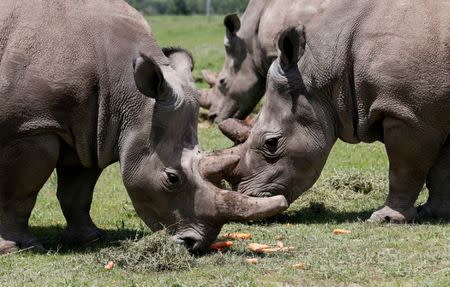 Najin (R) and her daughter Fatou (L), the last two northern white rhino females, graze alongside Ndauwo (C), a southern white rhino near their enclosure at the Ol Pejeta Conservancy in Laikipia National Park, Kenya March 31, 2018. REUTERS/Thomas Mukoya/Files