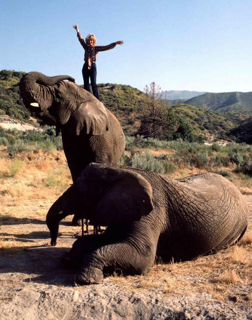 <p>Here, Hedren is seen standing atop an elephant in 1983. According to Shambala's website, "many of Shambala's residents are cast-offs from private owners, zoos and circuses. "</p> <p>Hedren has been the recipient of several awards for her animal activism, including The Helen Woodward Animal Center's Annual Humane Award" (1995), the Founder's Award from the American Society for the Prevention of Cruelty to Animals (1996) and the Lion and Lamb Award from Wildhaven (1997).</p>