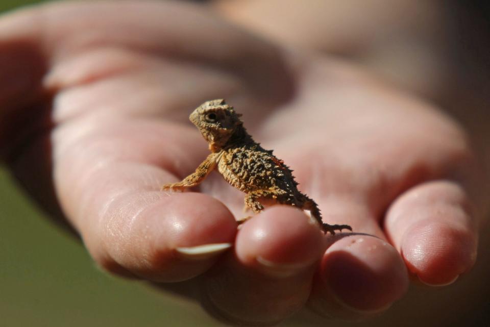 Baby Texas Horned Lizard