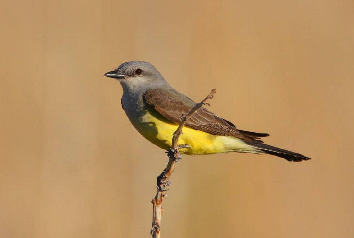 Western kingbirds are one of Kansas’ prettiest birds, and also one of the most fiesty. They’re easily found in and around Wichita.