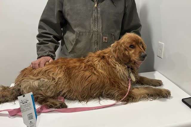 <p>Randy Ruth</p> Molly the golden retriever after her rescue