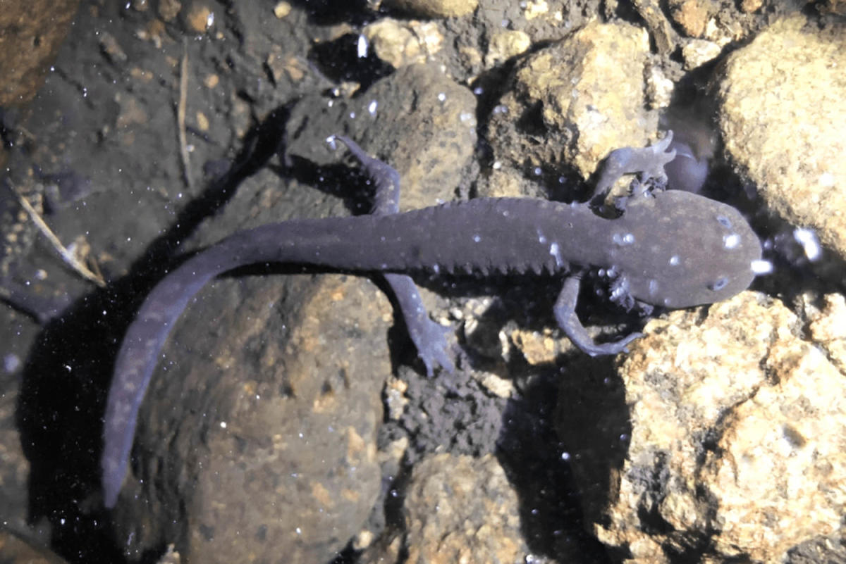 Diese Mexikaner versuchen, den Vulkan Axolotl, eine beliebte und gefährdete Amphibie, zu retten