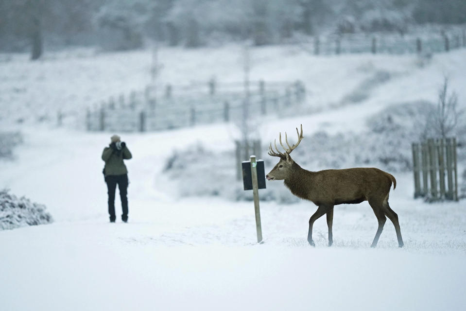 Un ciervo camina por la nieve en Richmond Park, al suroeste de Londres, el lunes 12 de diciembre de 2022. La nieve y el hielo castigaban partes de Gran Bretaña, que enfrentaba varios días de tiempo invernal. (James Manning/PA via AP)