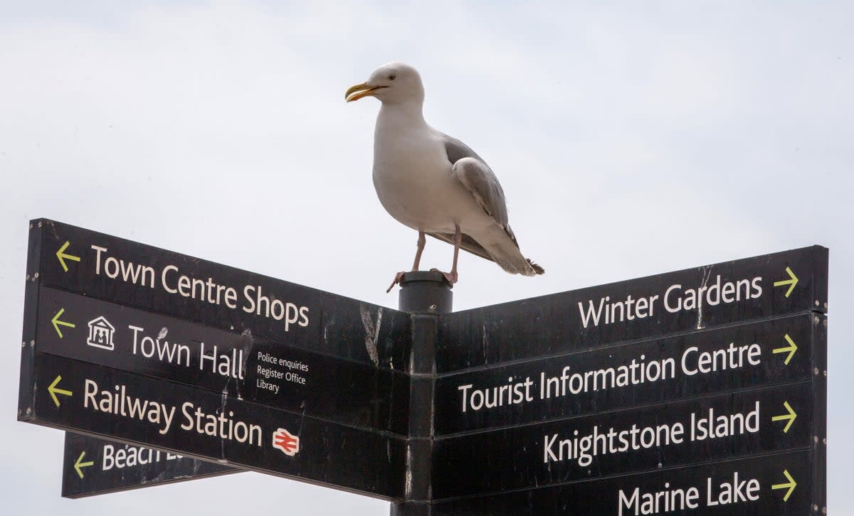 Seagulls are a “significant source” of the poor quality of bathing water off Weston’s beach  (Getty Images)