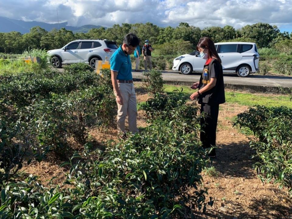 瑞穗鄉茶產區因高溫乾旱成災受損四成，花蓮縣政府勘災小組現勘爭取現金救助。(花蓮縣政府提供)