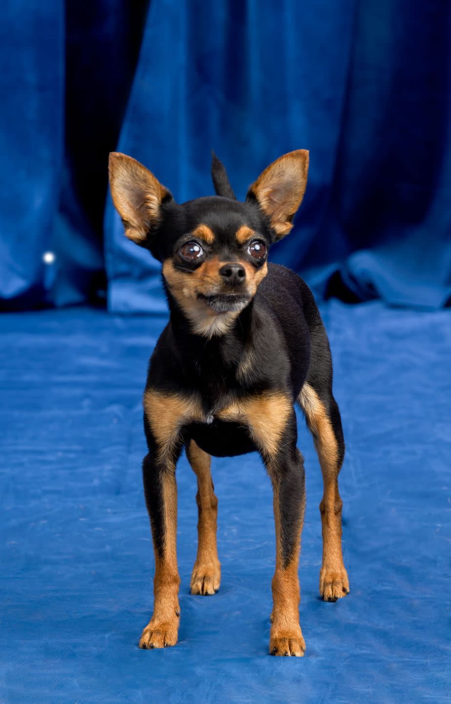 the national dog show presented by purina season 21 smallest dog breeds