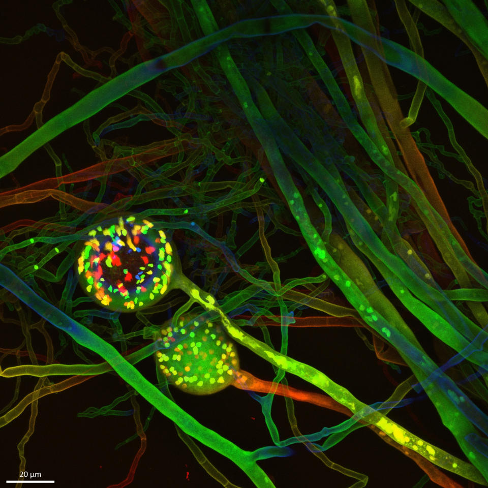 Confocal 3D-image of a fungal network with reproductive spores containing nuclei. (Vasilis Kokkoris)