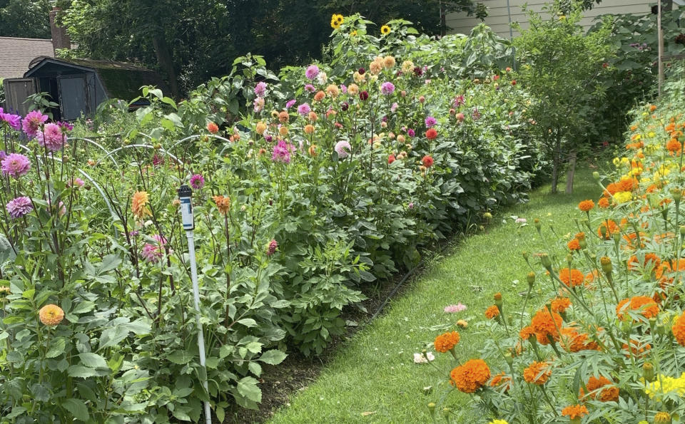 This undated photo provided by Lauren E. Sikorski shows a bed of dahlias (left) grown by Sow-Local, a specialty cut-flower farm in Oakdale, NY. (Lauren E. Sikorski via AP)