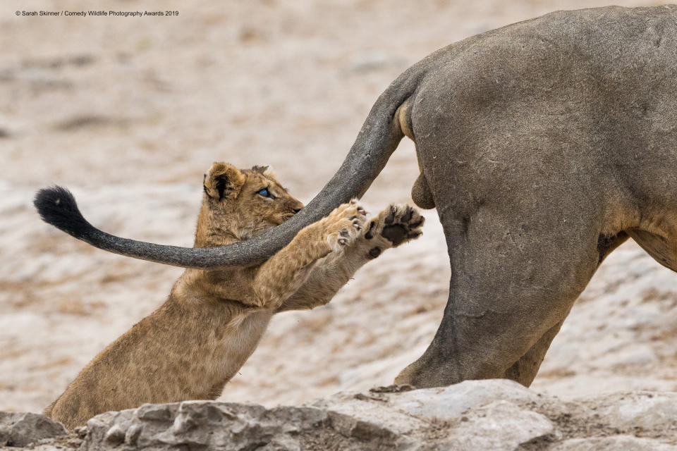 La foto vincitrice del concorso è stata scattata da Sarah Skinner e si intitola "Grab life by the …!" ("prendere la vita per le…!"). Ritrae un cucciolo di leone che gioca con un esemplare adulto in Botswana. ©Sarah Skinner / Comedy Wildlife Photography Awards 2019