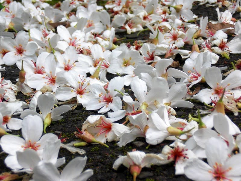 油桐(Photo Credit: murphychen@pixabay.com, License CC0，圖片來源：https://pixabay.com/zh/photos/aegiceras-tung-flowers-full-blossom-4180018/)