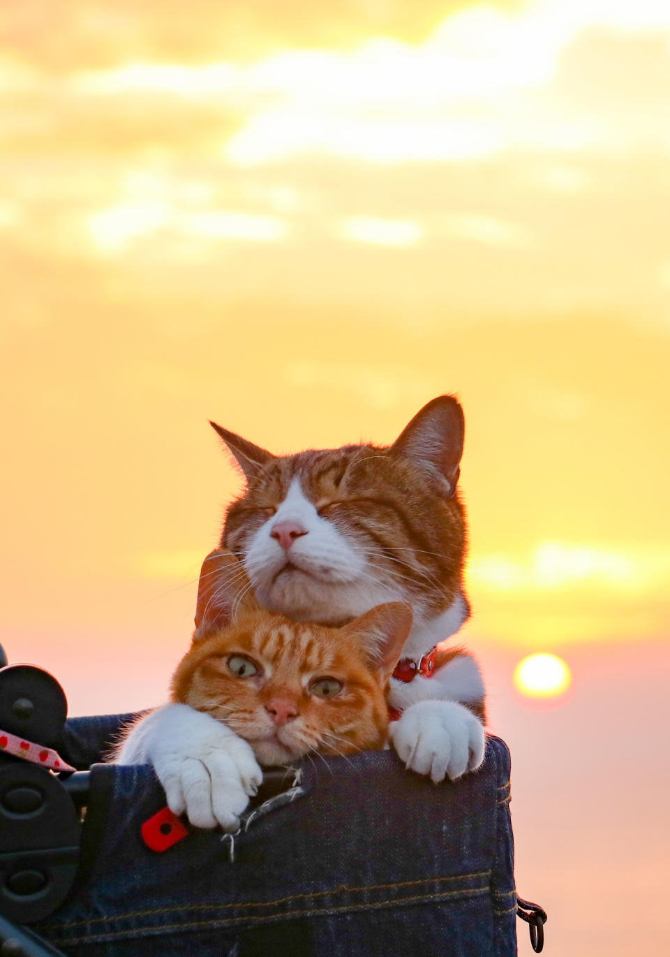 <p>Daisuke Nagasawa’s contented kitties, Fuku-Chan and Daikichi, enjoy a sunset. (Photo: Daisuke Nagasawa/Caters News) </p>