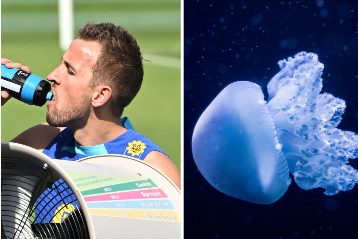 Harry Kane cools off in the heat, a jellyfish   (ES Composite)