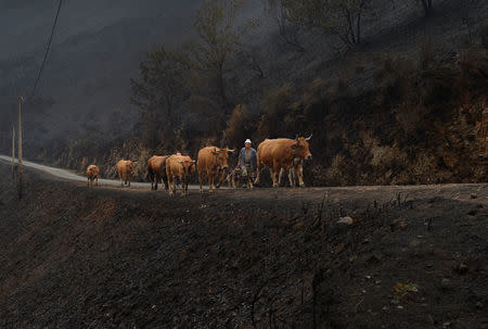 Farmers walk their livestock on a mountain road past vegetation burnt by forest fire in San Martin de Cereixedo, Cervantes, Galicia, northern Spain October 17, 2017. REUTERS/Vincent West