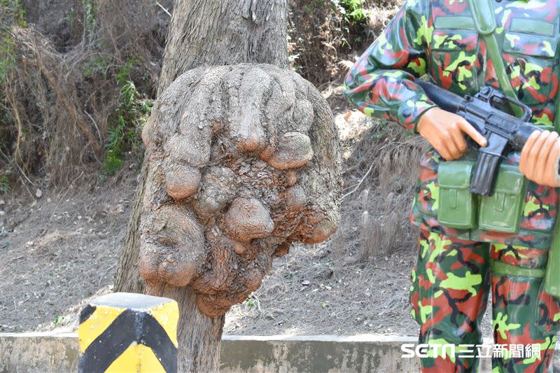 這顆樹瘤體積不小。（圖／記者陳弋攝影）