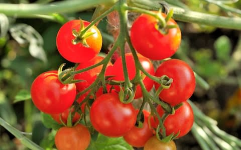 Vine tomatoes in a garden - Credit: Alamy