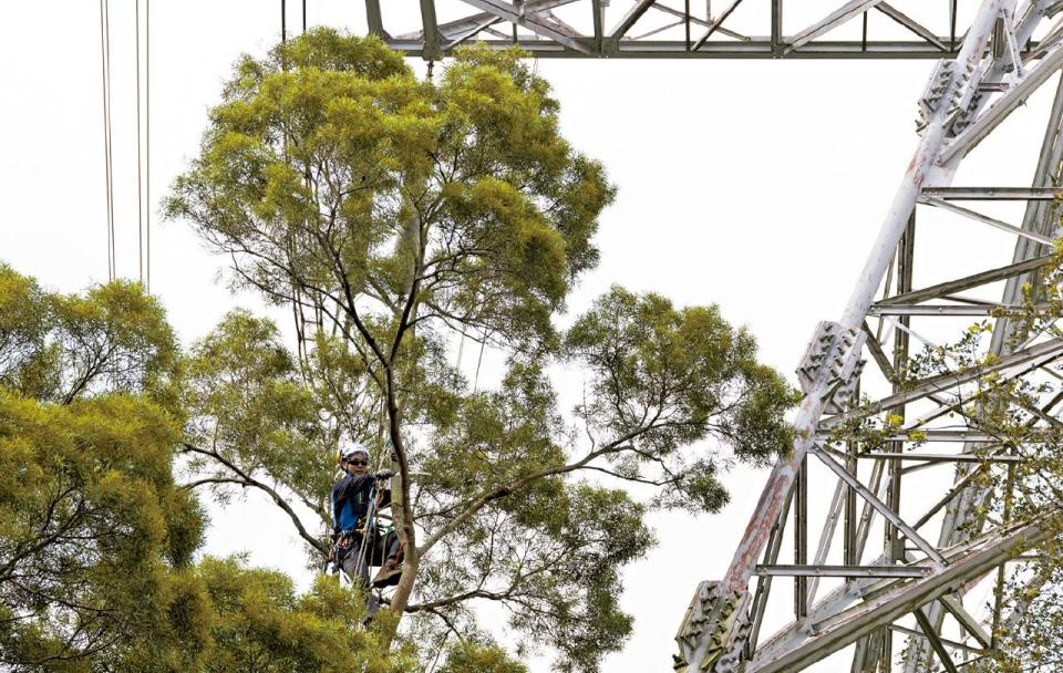 中電 農林管理預測系統 架空電纜 樹木