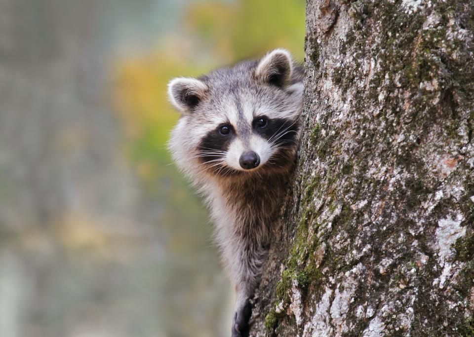 Waschbär