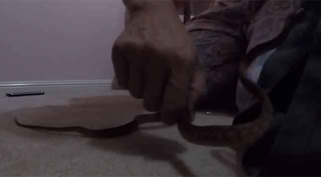 The snake was resisting being put into the bag. Source: Tony Harrison/ YouTube