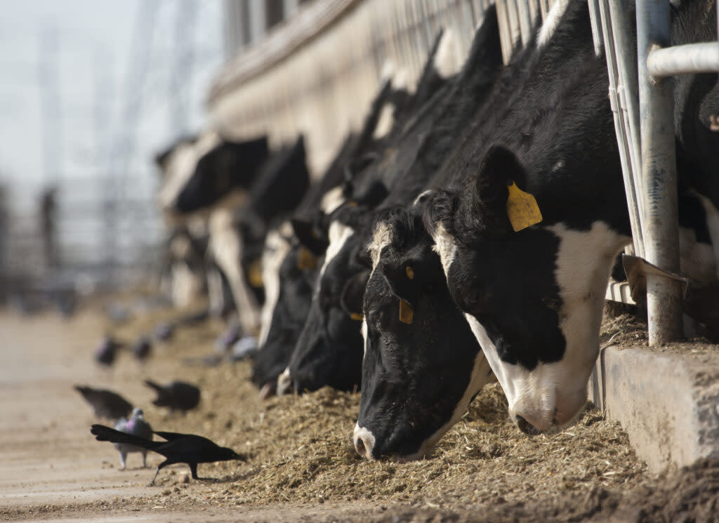 Dairy cows poke their necks through fencing to feed alongside blackbirds.
