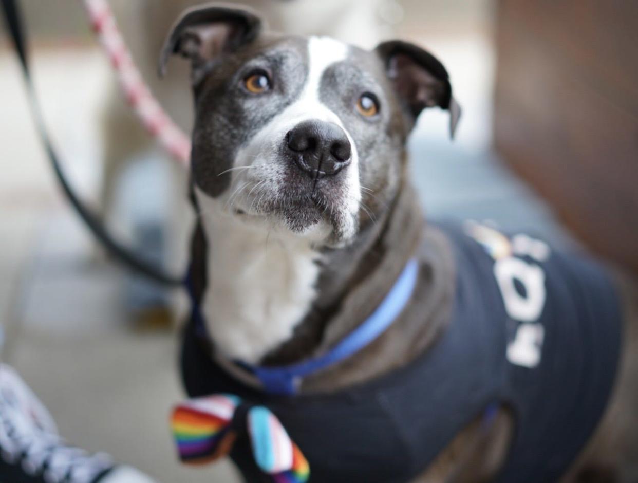 A Pit Bull Parade from Washington Park to City Hall where several leaders gave remarks regarding the repeal of the Cincinnati ban on pit bull breeds culminated in a celebration at Queen City Radio celebrating the 10 year anniversary of the reversal of the ban. Several vendors were on hand with treat from Pugalicious Pet Treats and Red Dog Pet Resort.