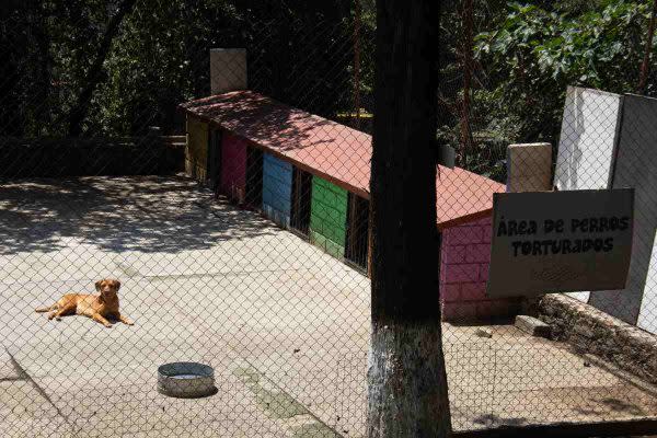 El santuario se divide en zonas para: perros con cáncer, de la tercera edad, con discapacidad y la residencial. (Foto: Natalia Osuna)