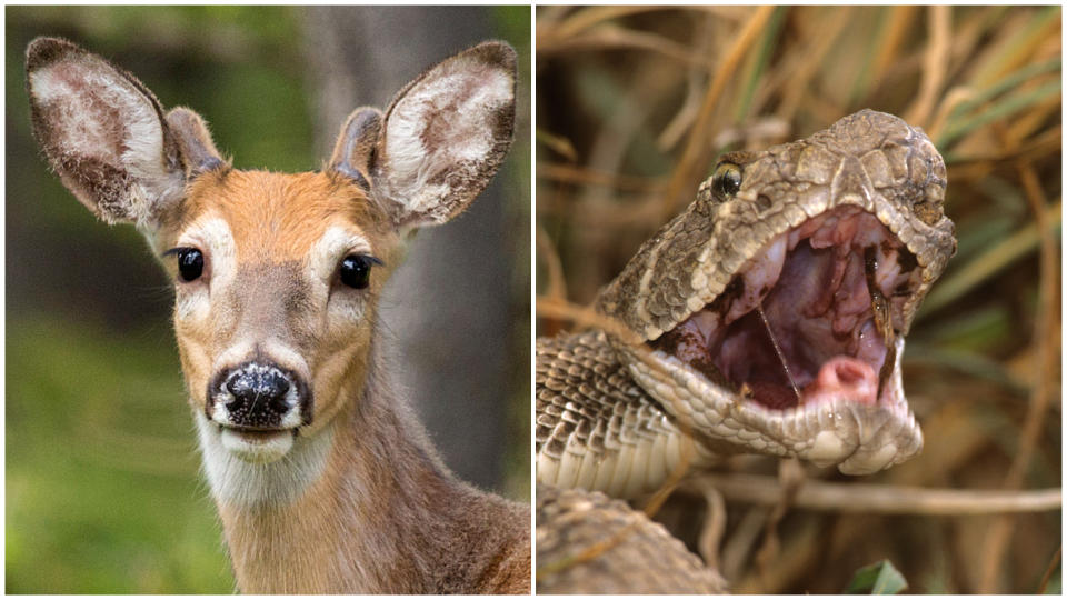 close up of a white-tailed deer and a diamondback rattlesnake with its mouth wide open