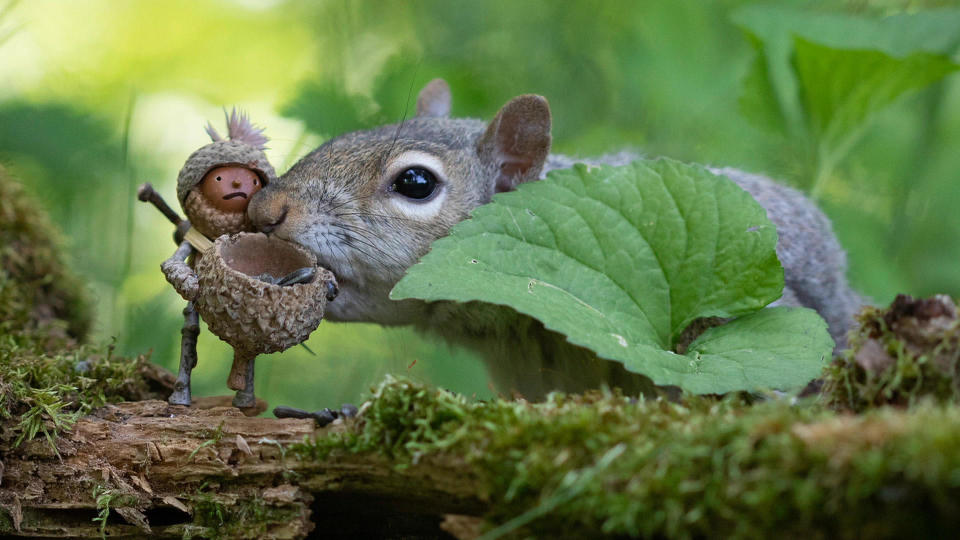 Attack of the squirrel! / Credit: David Bird