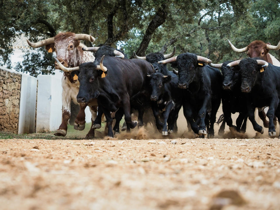 Bulls running in Pamplona Spain