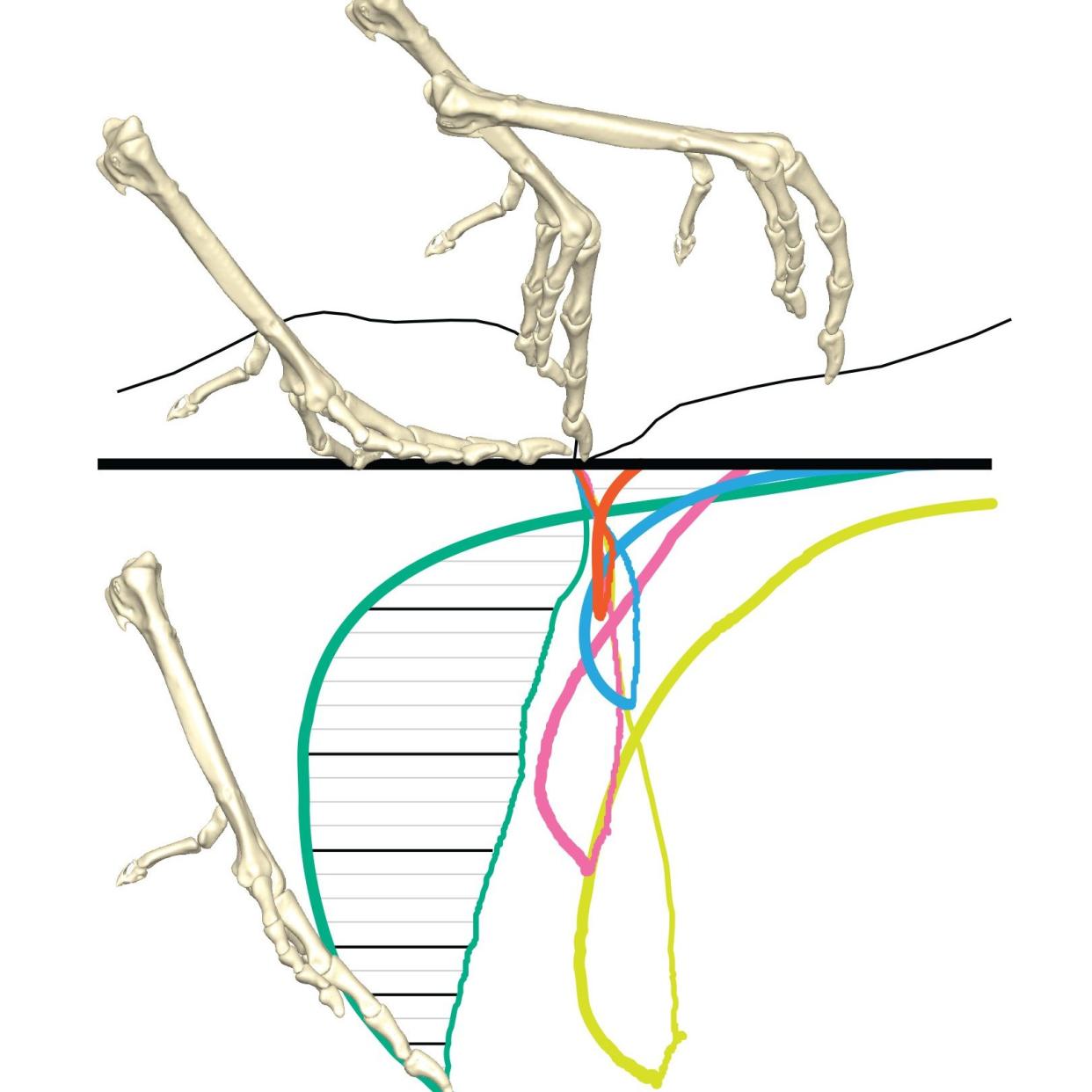 Graphic of the motion of a guineafowl foot simulated using an x-ray machine - PA