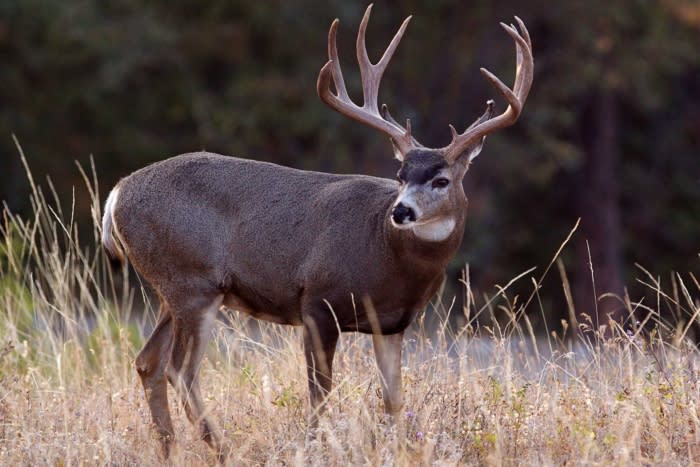 The species of deer poached is not confirmed by court documents; (photo/Shutterstock)